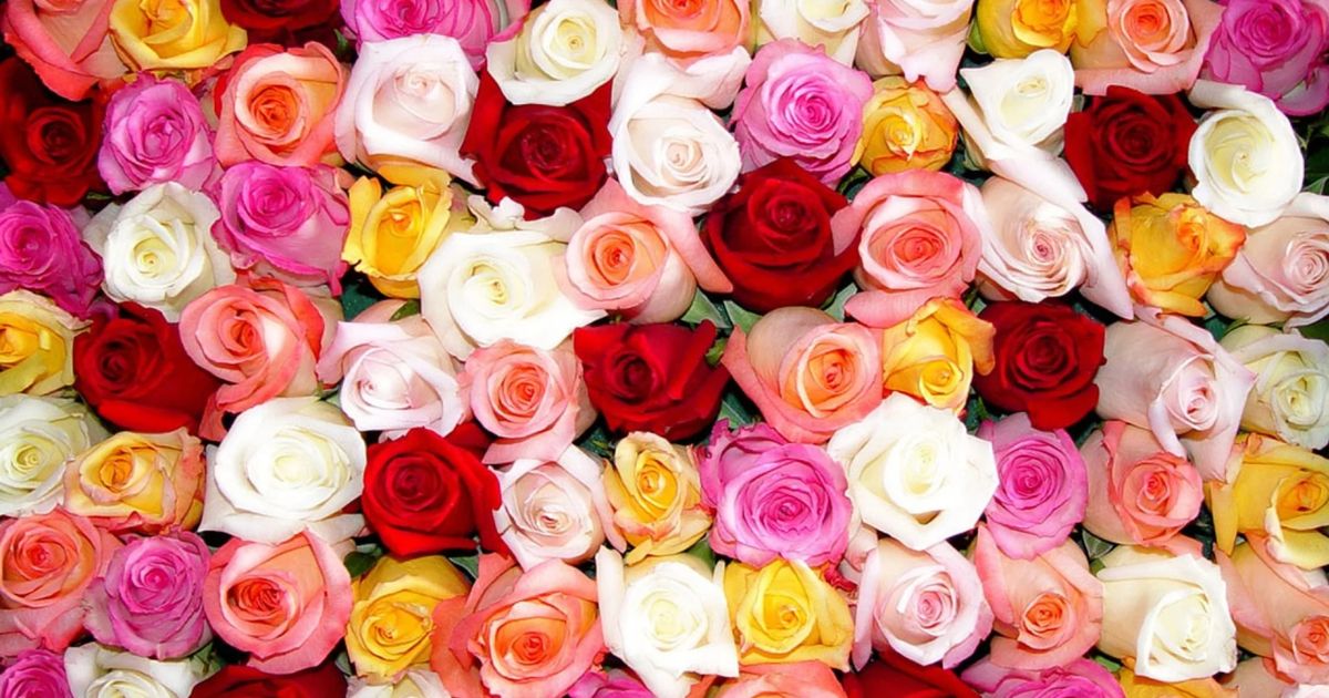 Roses (red, pink, yellow, white